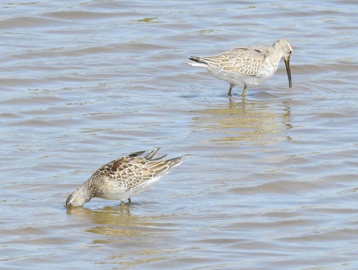 Stilt Sandpiper - Fred Shaffer