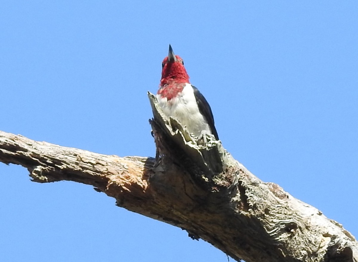 Red-headed Woodpecker - ML623930854