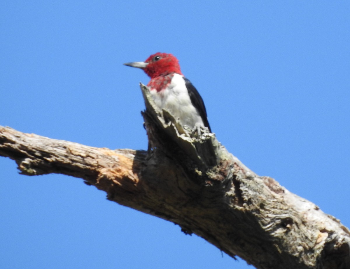 Red-headed Woodpecker - ML623930855