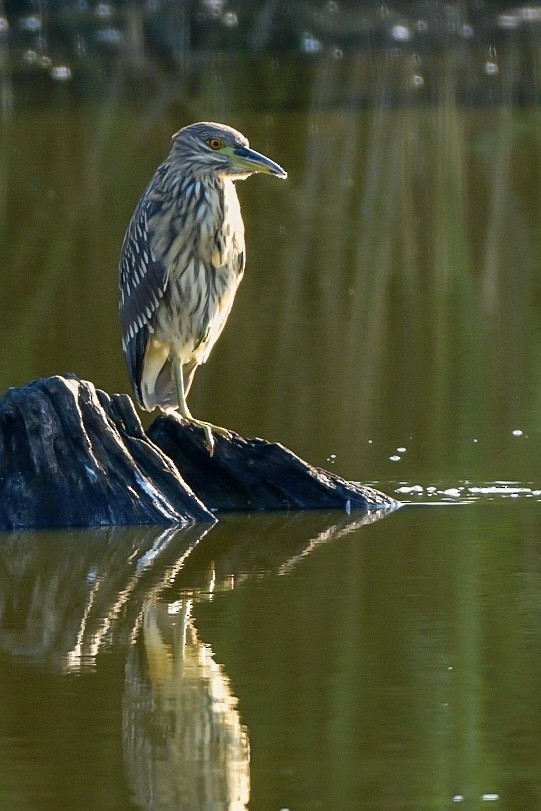 Black-crowned Night Heron - ML623930867