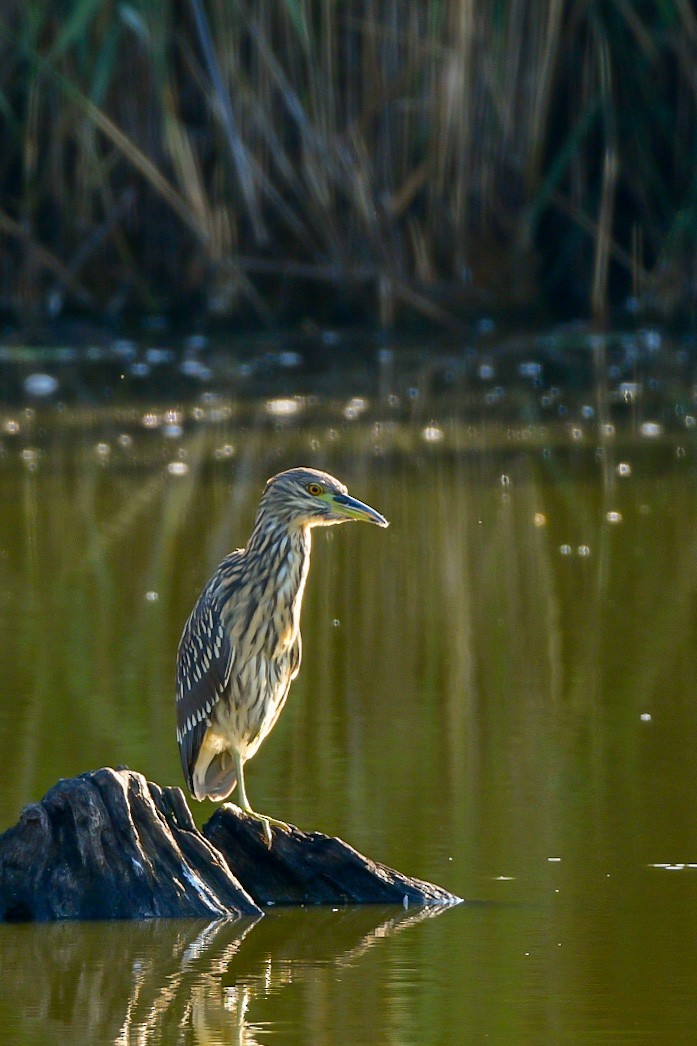 Black-crowned Night Heron - Meredith Meyer