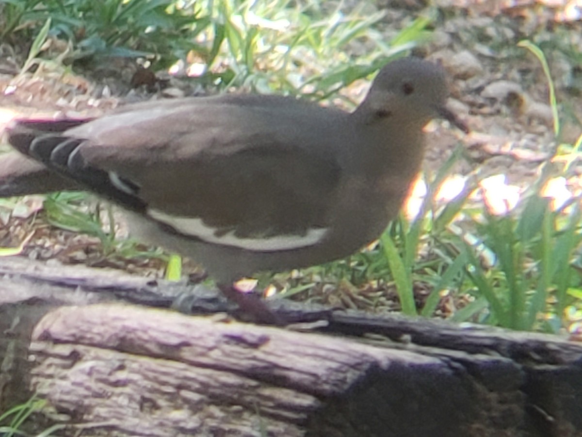 White-winged Dove - ML623930870