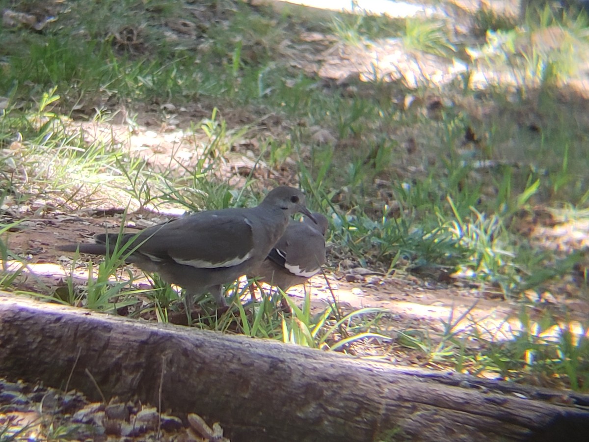 White-winged Dove - ML623930872