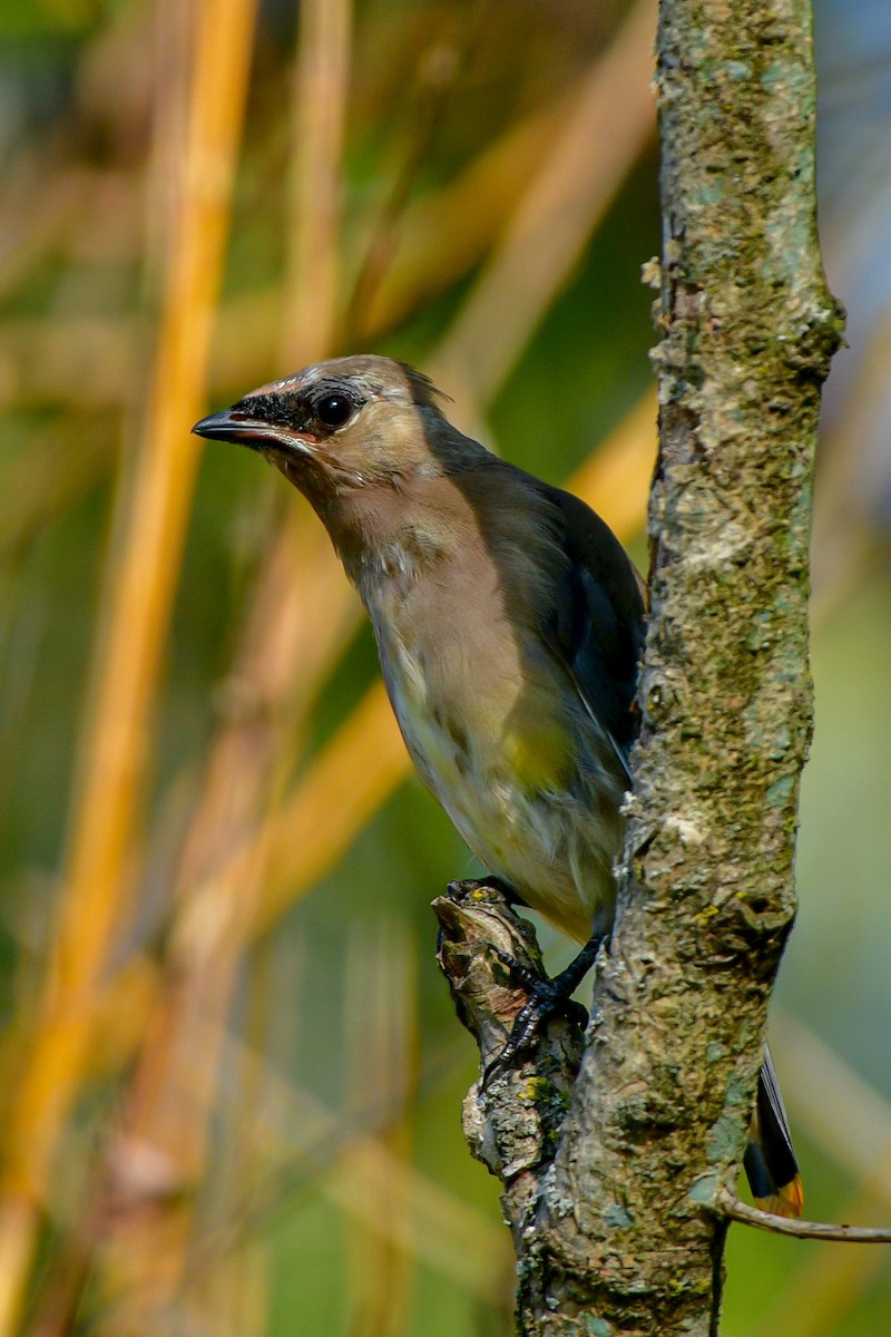 Cedar Waxwing - ML623930884