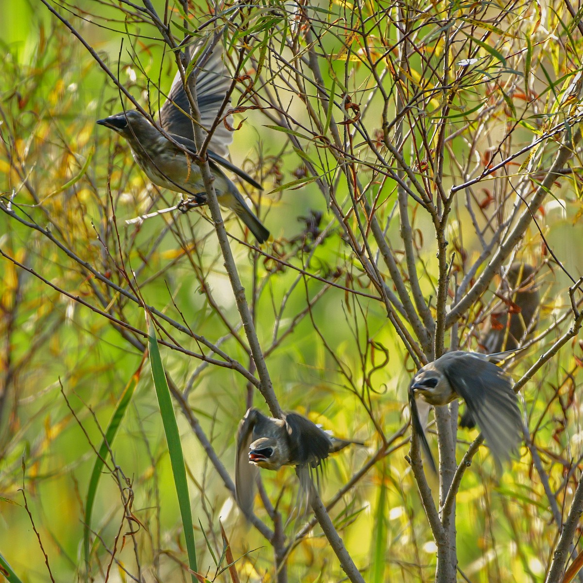 Cedar Waxwing - ML623930885