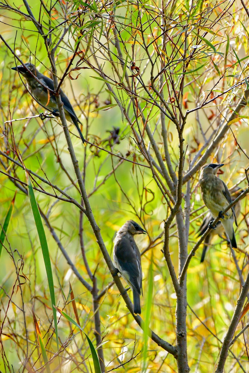 Cedar Waxwing - Meredith Meyer