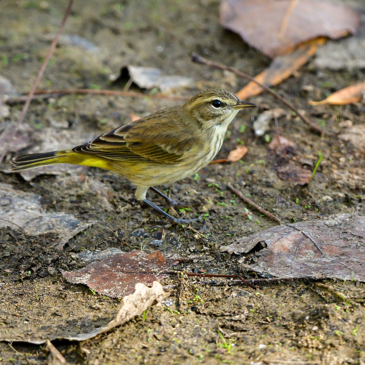 Palm Warbler - ML623930898