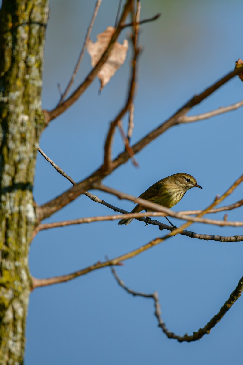 Palm Warbler - ML623930899