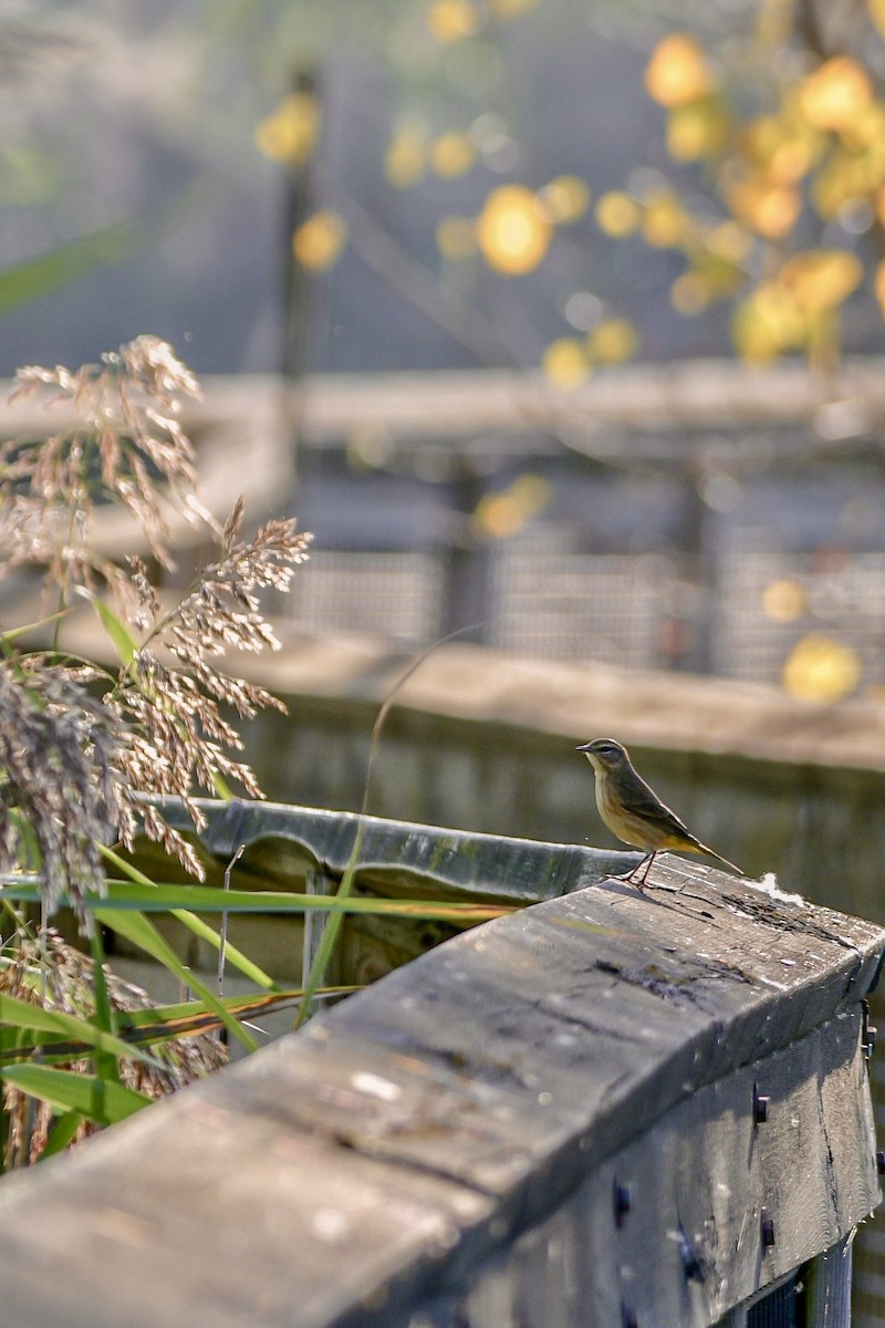 Palm Warbler - ML623930900