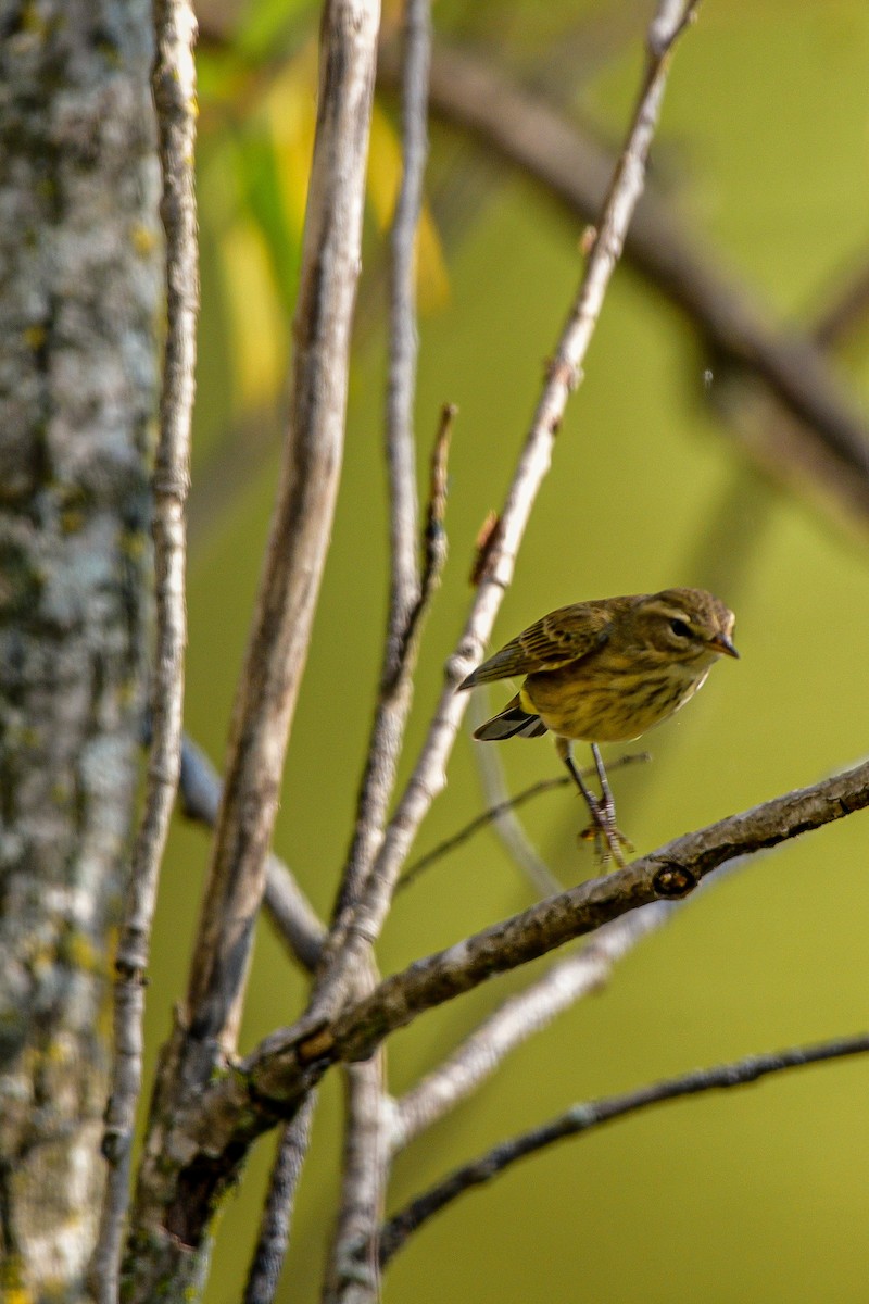 Palm Warbler - ML623930901