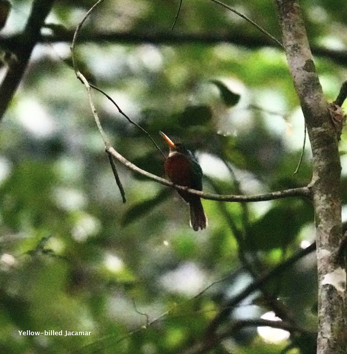 Yellow-billed Jacamar - ML623930916