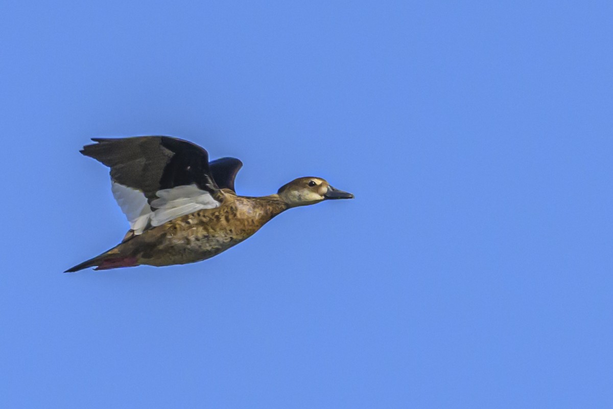 Brazilian Teal - Amed Hernández