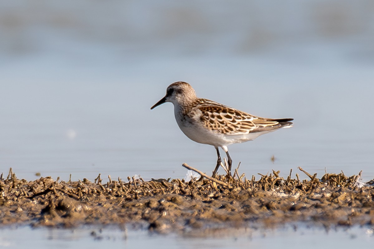 Little Stint - ML623931002