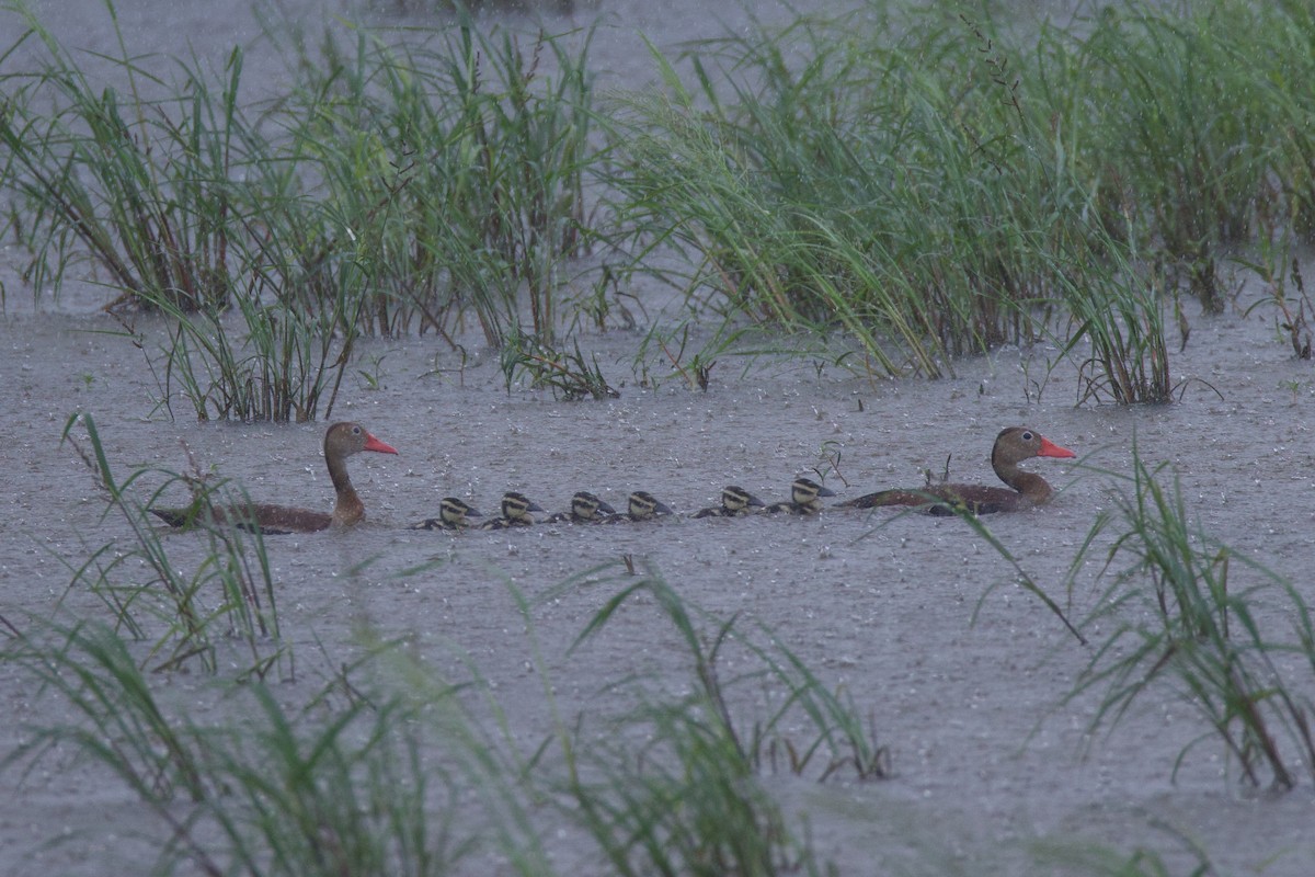 Black-bellied Whistling-Duck - ML623931004