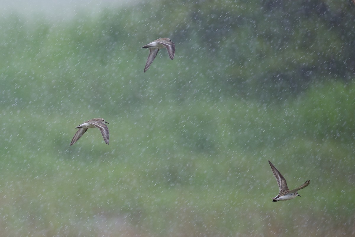 Semipalmated Sandpiper - ML623931024