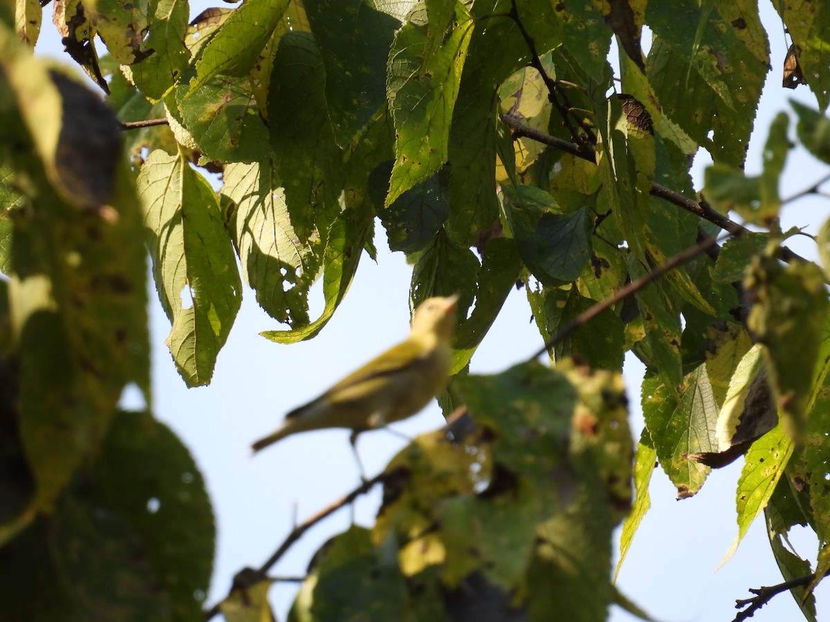 Tennessee Warbler - ML623931033