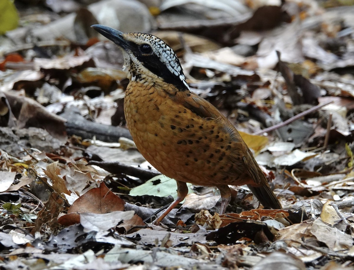 Eared Pitta - ML623931037