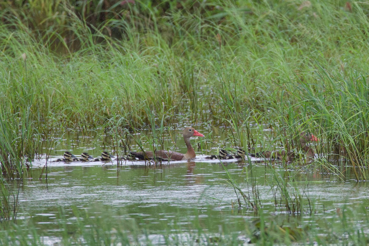 Black-bellied Whistling-Duck - ML623931043