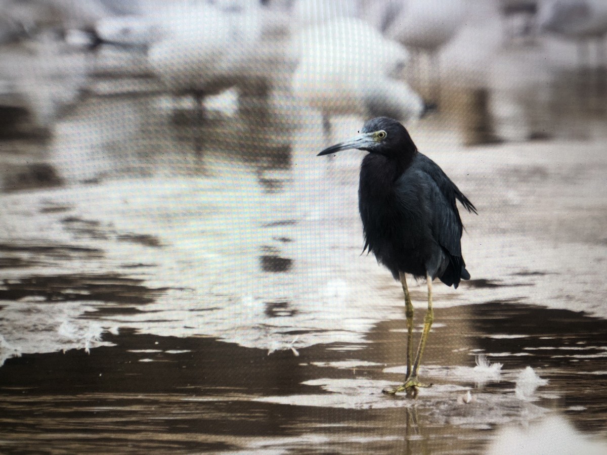 Little Blue Heron - ML623931050