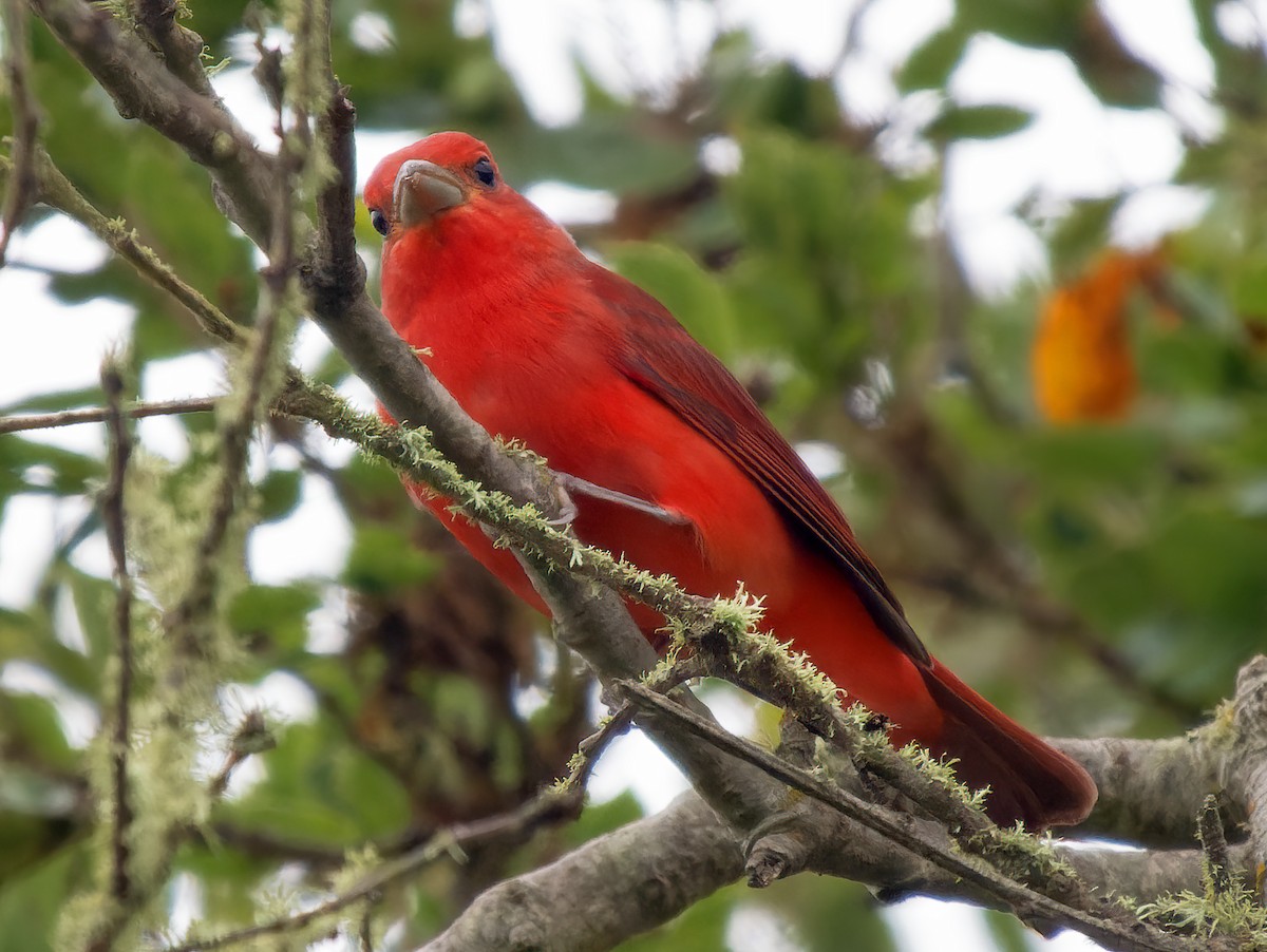 Summer Tanager - Mark Chappell