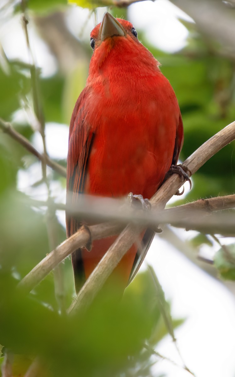 Summer Tanager - Mark Chappell