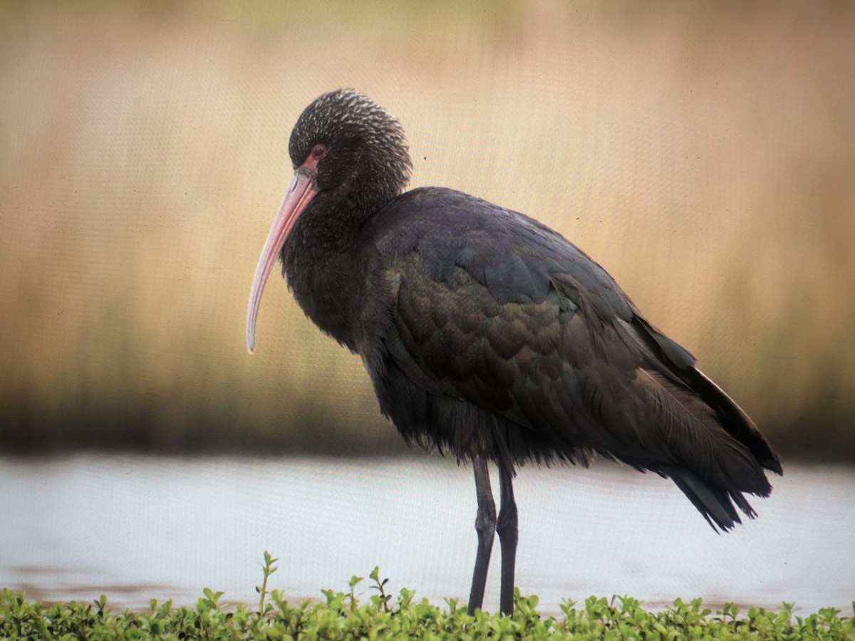 Puna Ibis - ML623931086