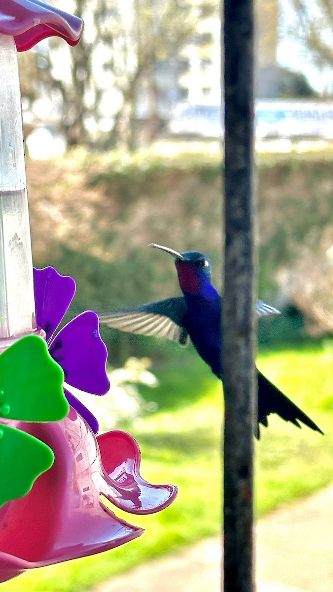 Colibrí de Barbijo - ML623931096