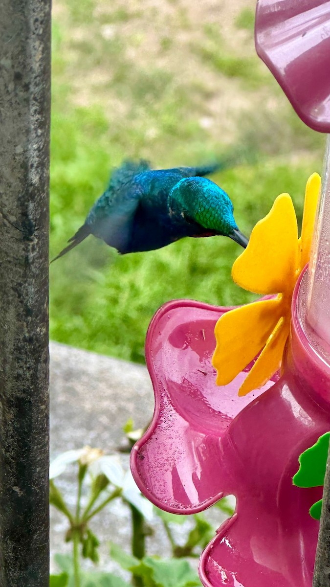 Colibrí de Barbijo - ML623931097