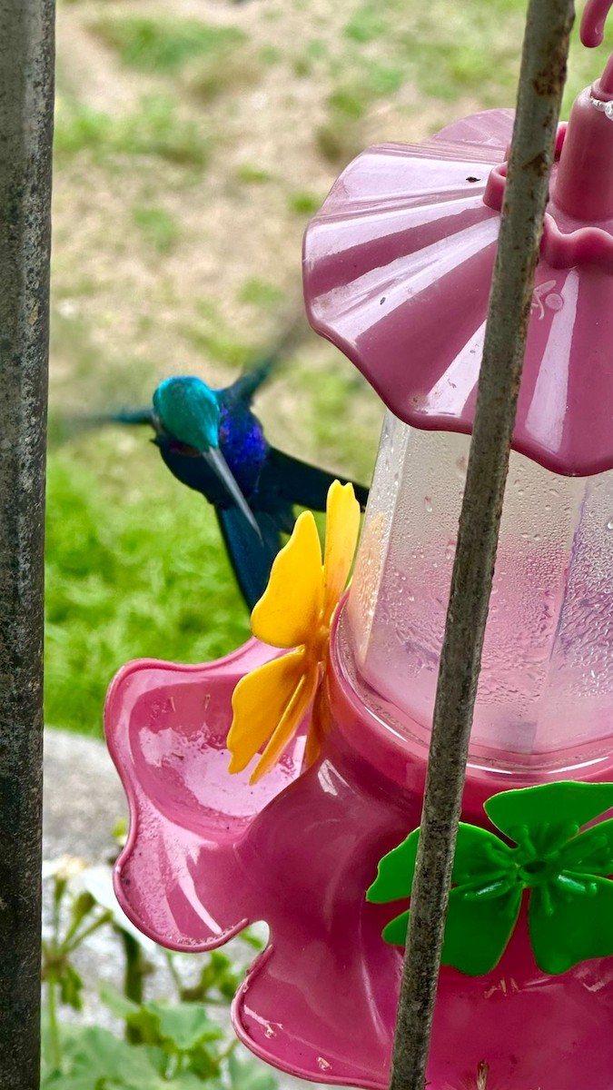 Colibrí de Barbijo - ML623931098