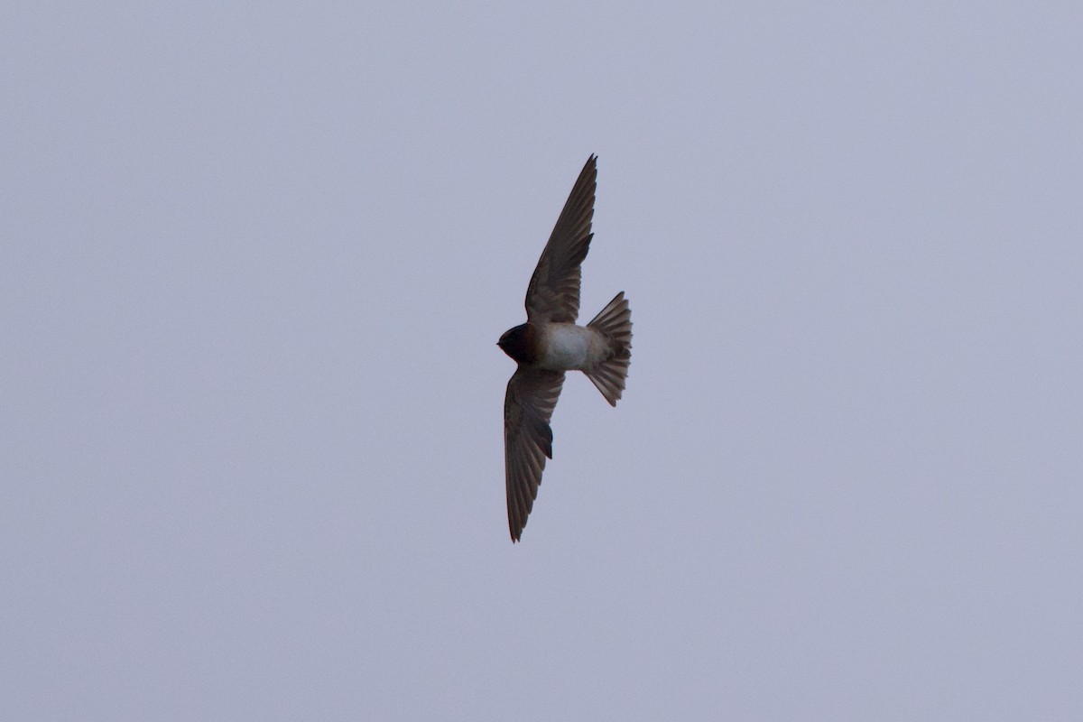 Cliff Swallow - ML623931123