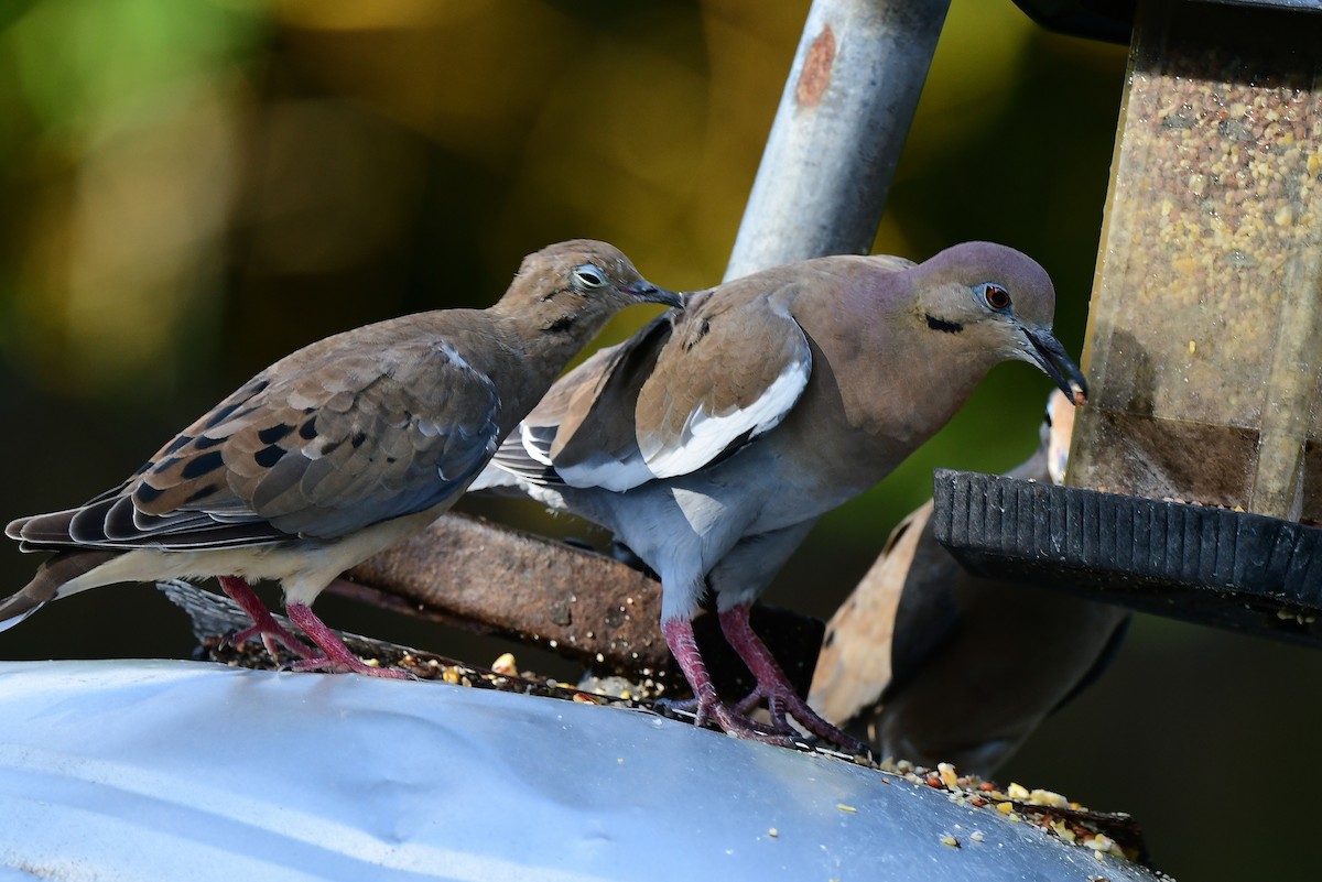 White-winged Dove - ML623931142