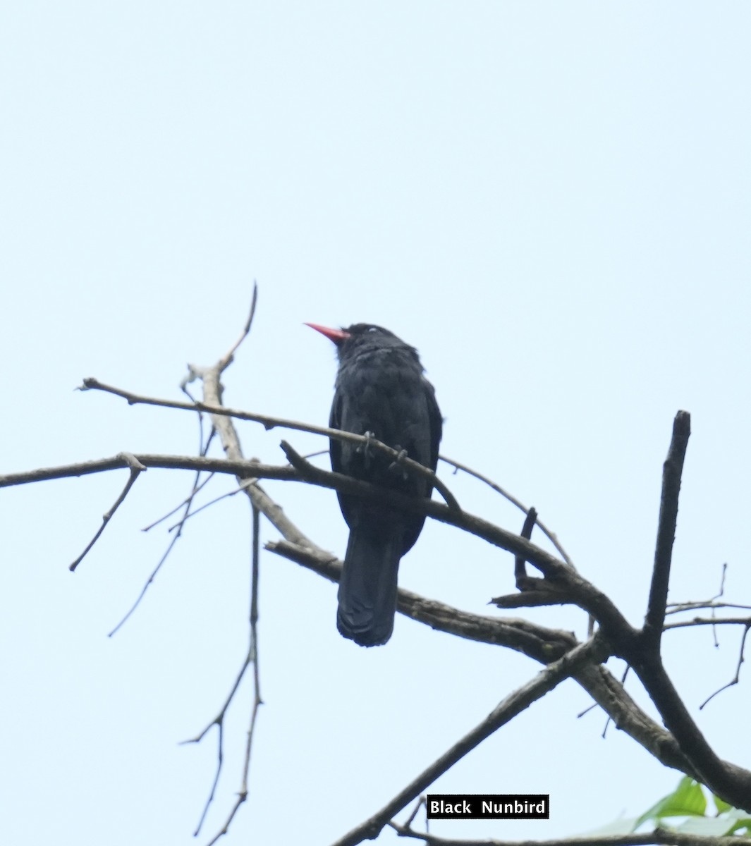 Black Nunbird - ML623931218