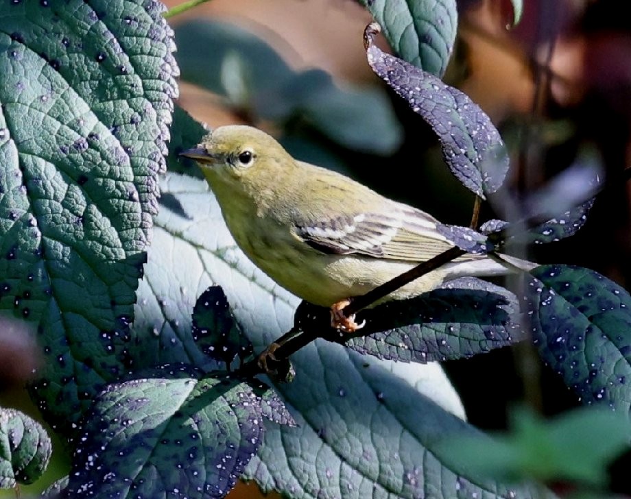 Blackpoll Warbler - ML623931239