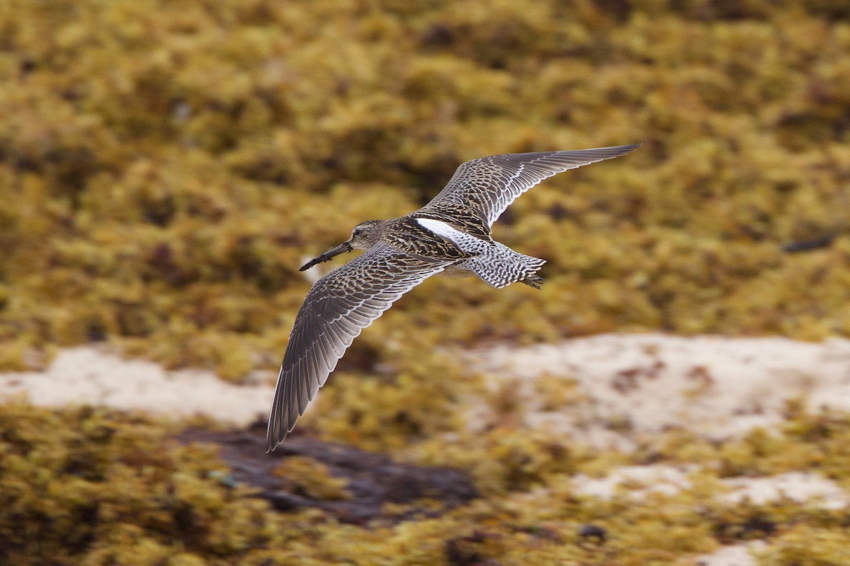 Short-billed Dowitcher - ML623931280