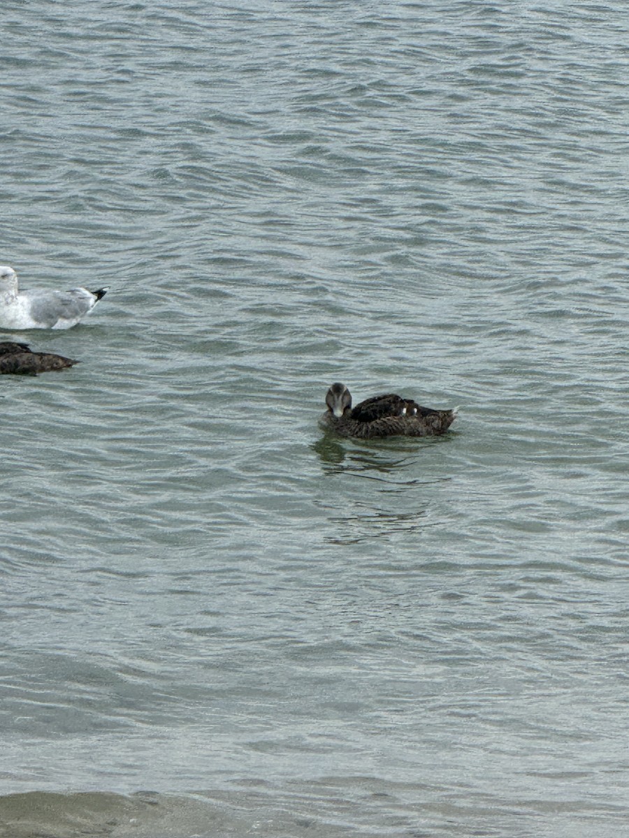 Common Eider - ML623931282