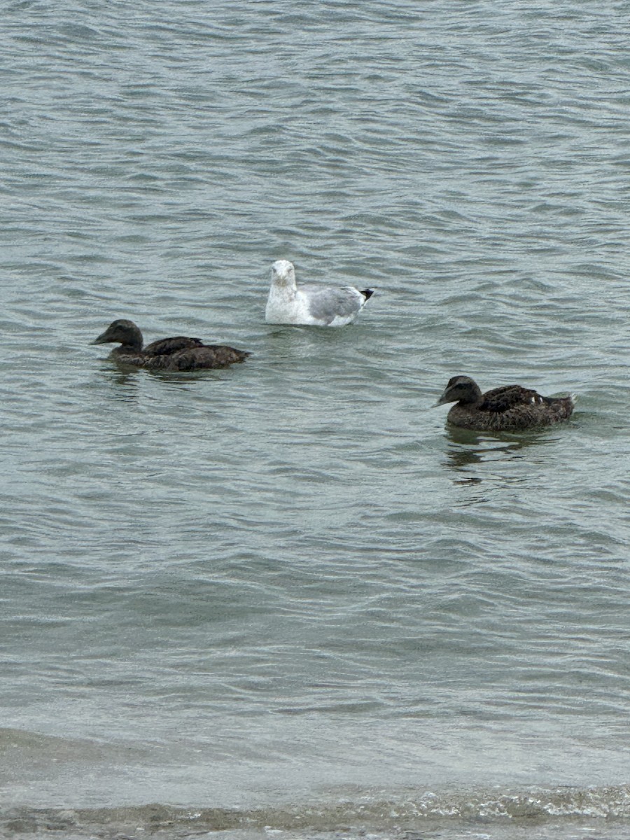 Common Eider - ML623931283