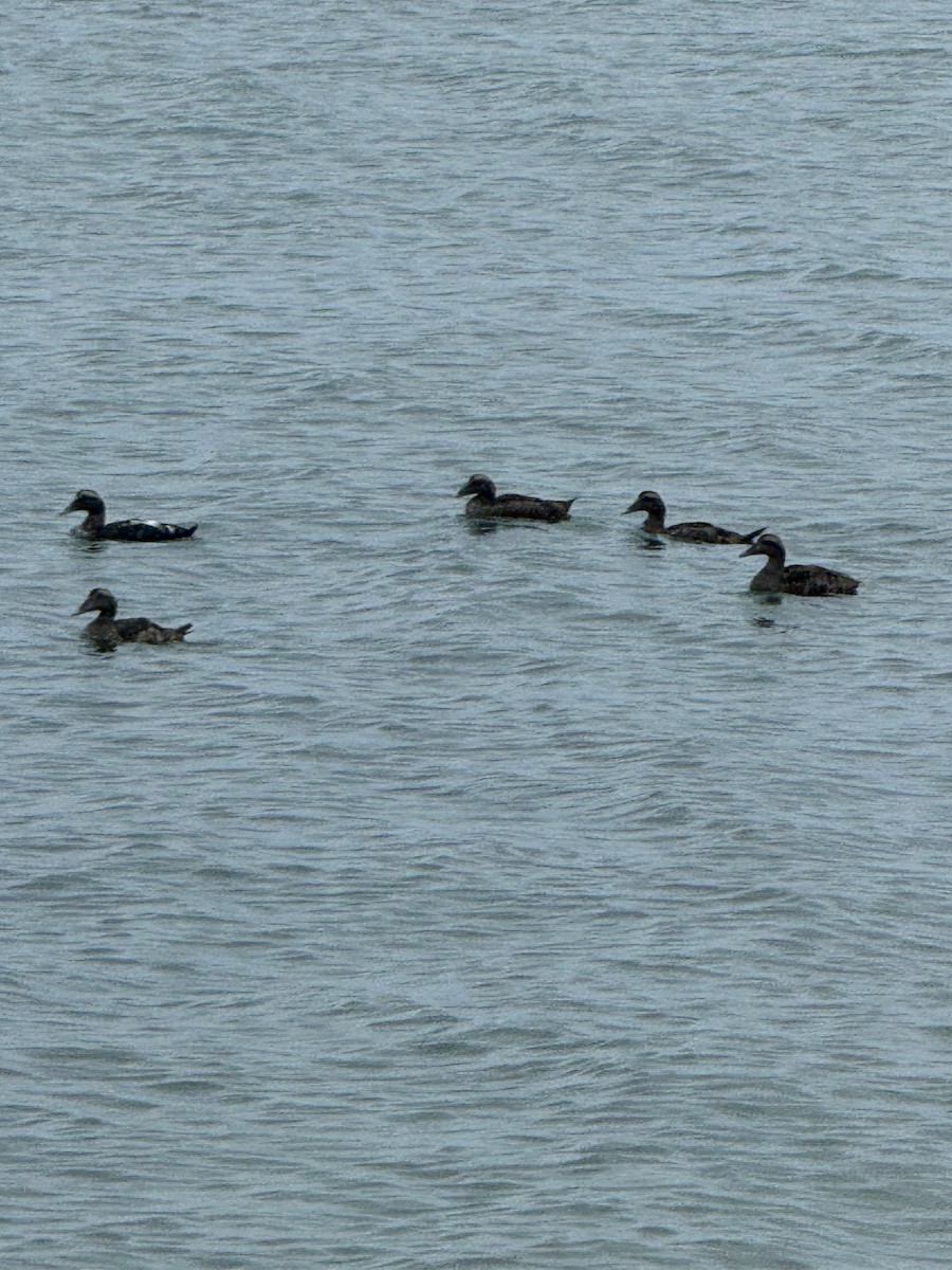 Common Eider - Brandi Sikorski