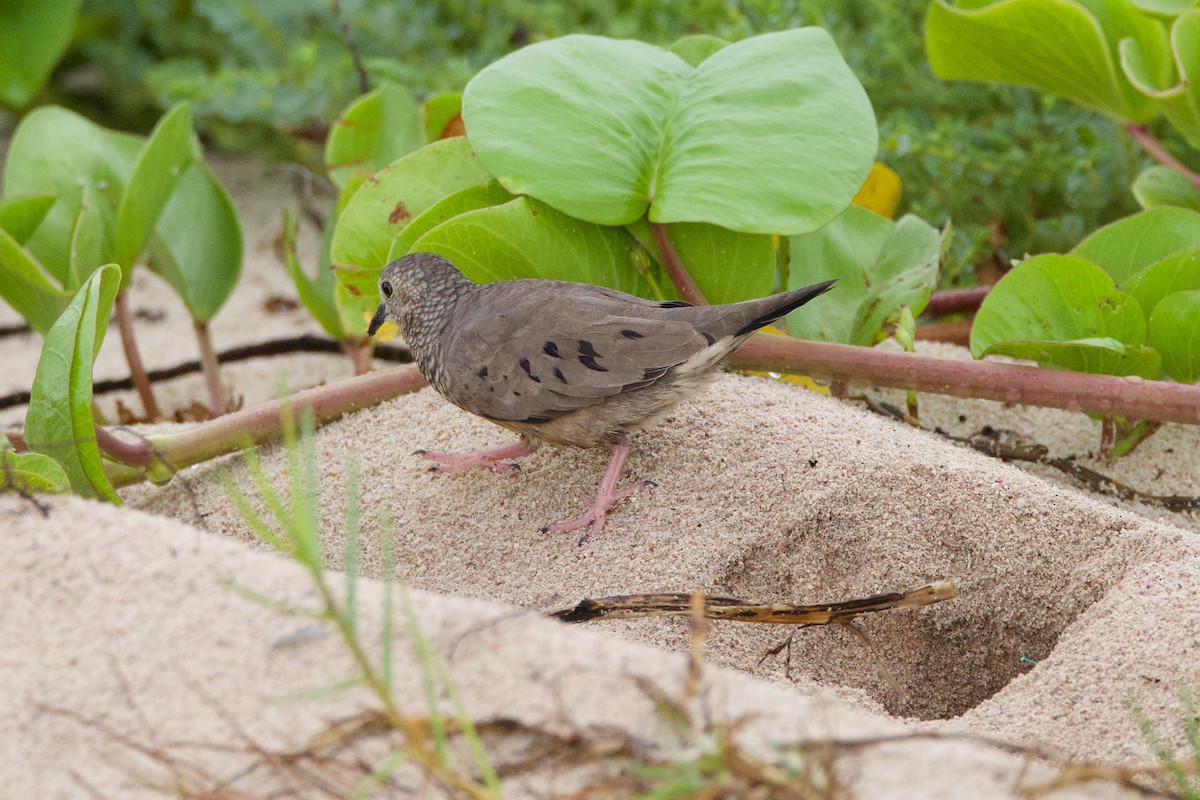 Common Ground Dove - ML623931296