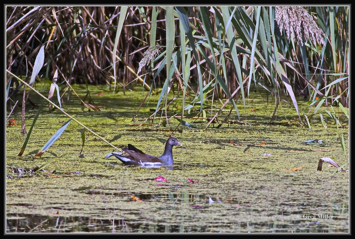 Common Gallinule (American) - ML623931310