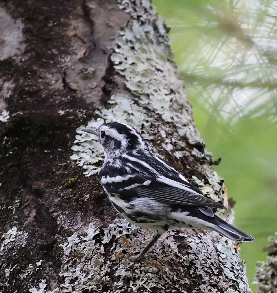 Black-and-white Warbler - Wendy Howes