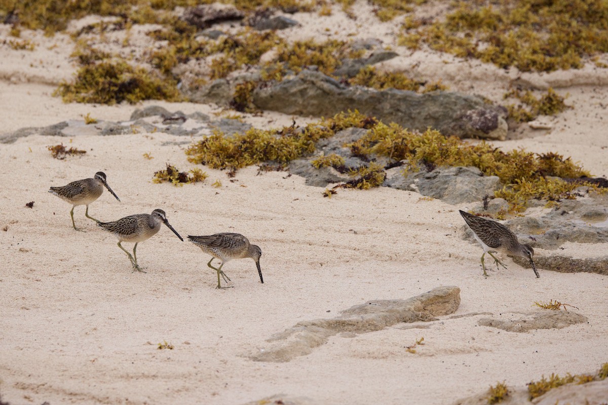 Short-billed Dowitcher - ML623931334