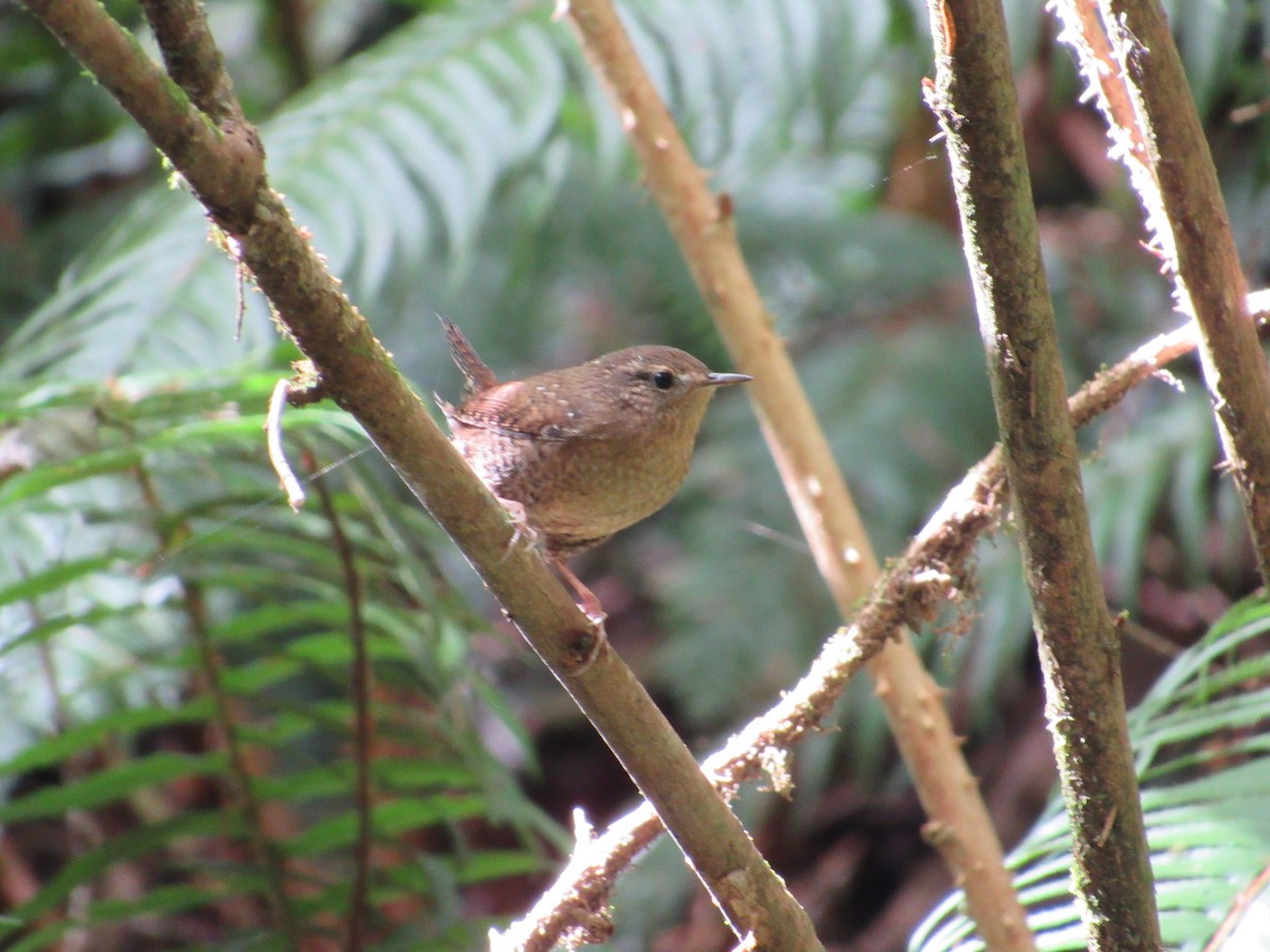 Pacific Wren - ML623931342