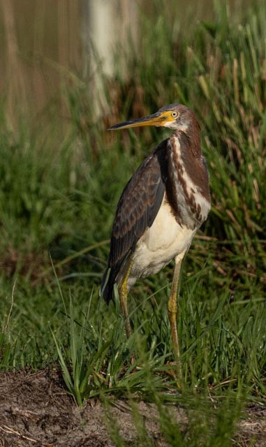 Tricolored Heron - ML623931394