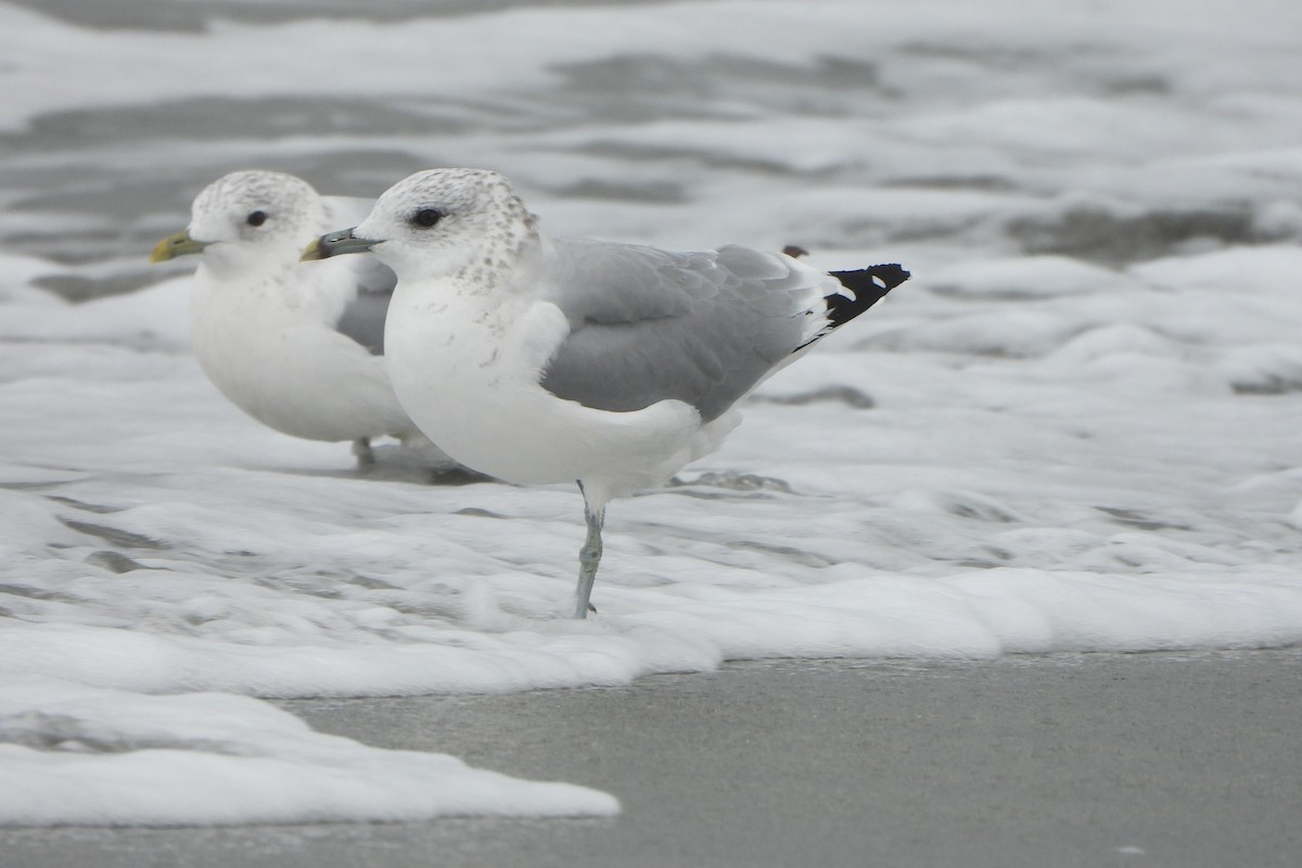 Common Gull - ML623931402