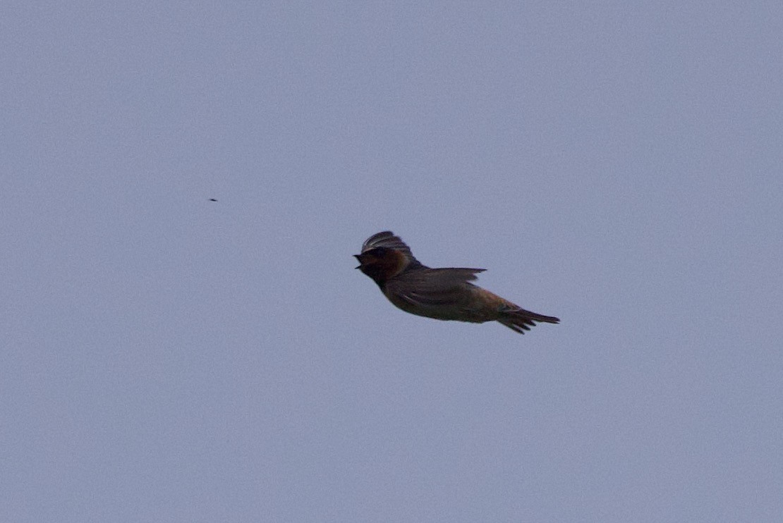 Cliff Swallow - ML623931429