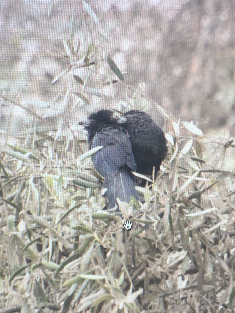 Groove-billed Ani - ML623931432