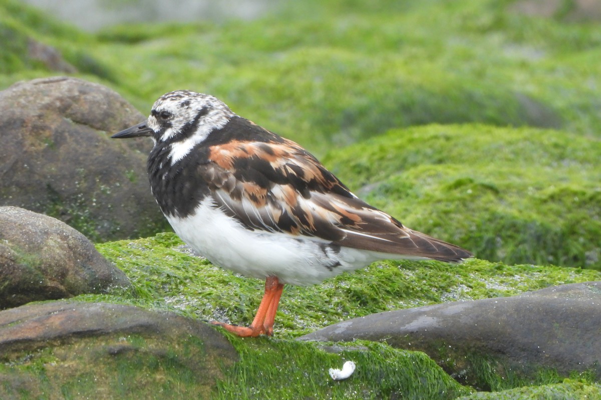 Ruddy Turnstone - ML623931433