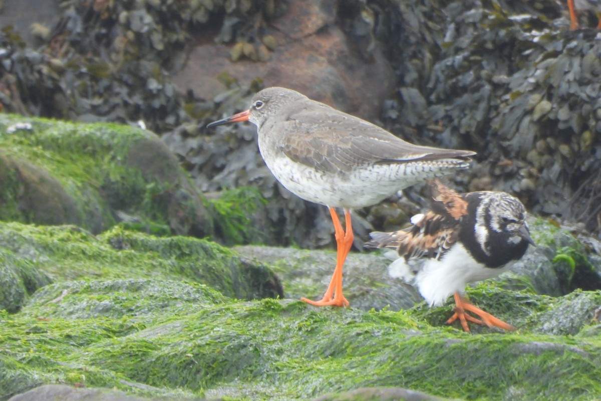 Common Redshank - ML623931451