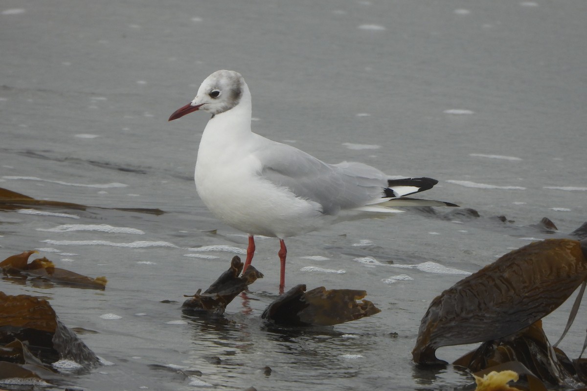 Black-headed Gull - ML623931460