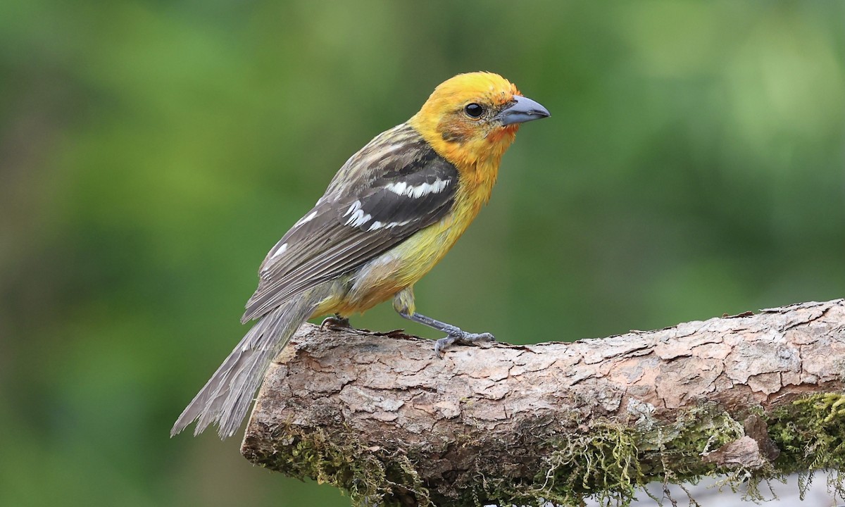 Flame-colored Tanager - ML623931481